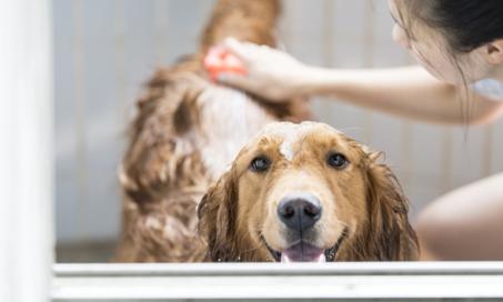 Year-Round Coat Care for Pets: What You Should Know