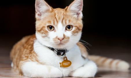 Yeast Infection and Thrush in Cats