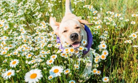 4 Botanicals That Are Natural Anti-Inflammatories for Dogs