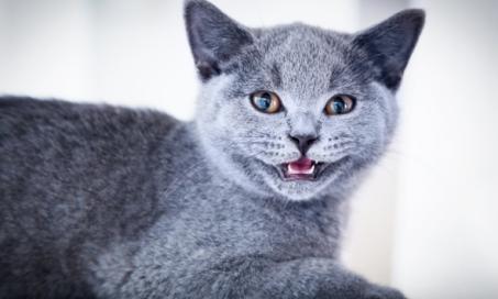 Gum Disease in Cats