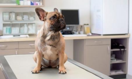 How Can You Tell If Your Pet Is Overweight?