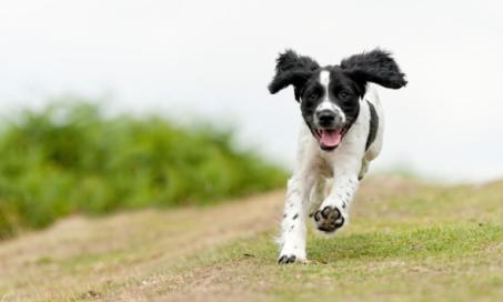5 Reasons Why Your Dog Runs Away When You Call