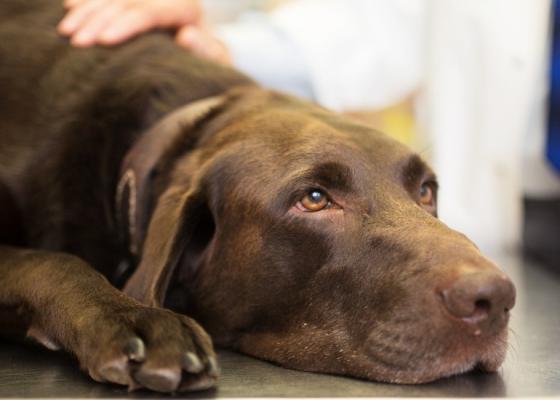 一只巧克力质地的拉布拉多猎犬躺在兽医的检查台上