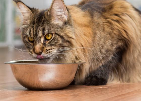 棕色缅因猫从金属碗里吃东西
