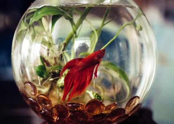 明亮的red beta fish swimming in a small glass fish bowl