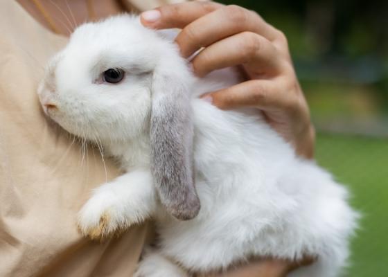 一个女人抱着一只白色和灰色的兔子在她的胸前