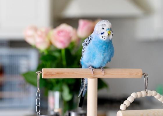 blue budgie bird perched on a wooden stand