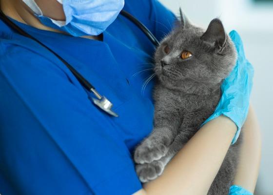 兽医穿着工作服，抱着一只灰色的英国短毛猫