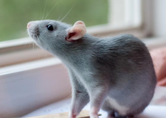 一只蓝灰色的老鼠站在窗台上望着窗外