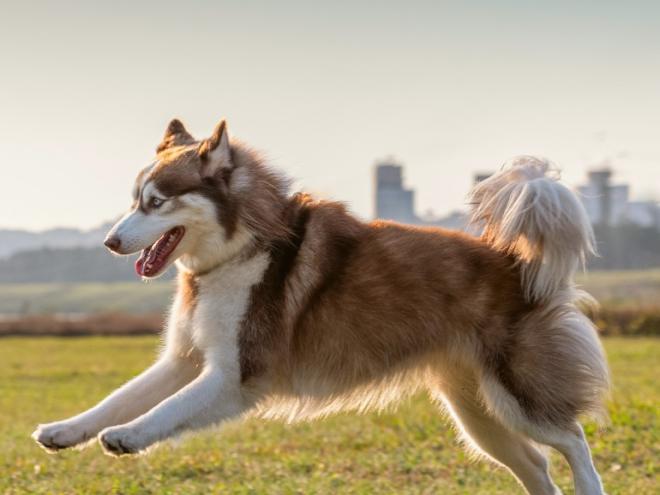 adult brown and white husky running in grass
