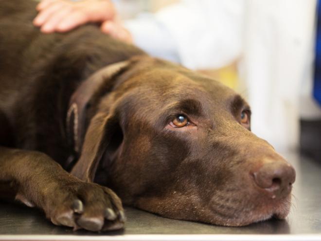 巧克力拉布拉多猎犬躺在兽医的检查台上
