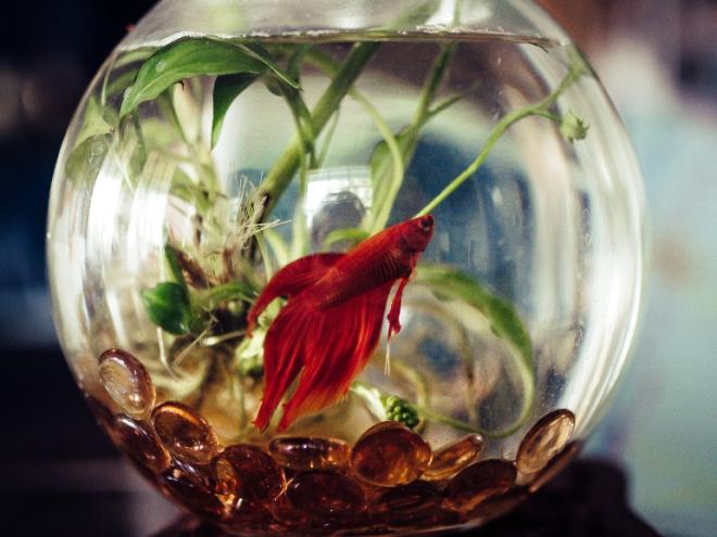鲜红的β鱼游泳在一个小玻璃鱼缸