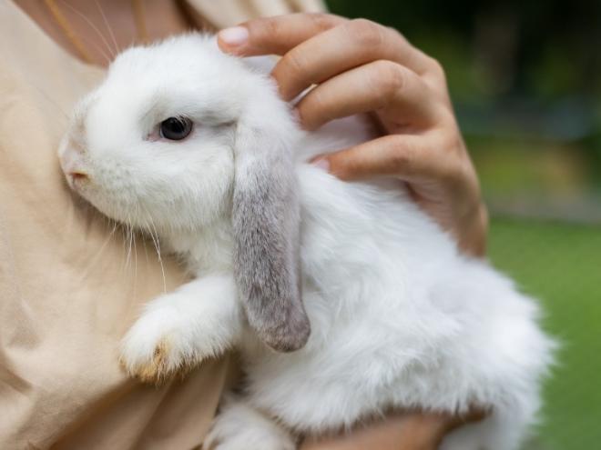 女人手里拿着一个白灰色的兔子在胸前