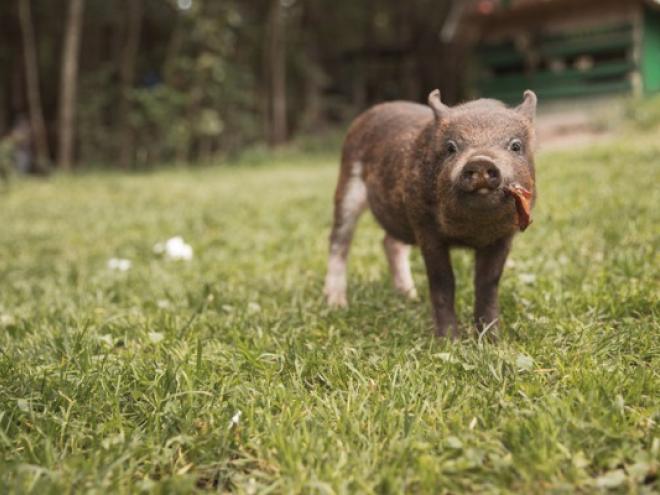 little-piglet-chewing-in-backyard