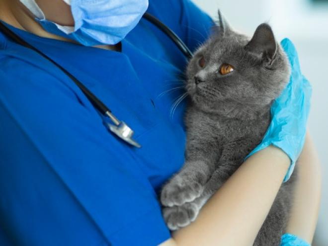 兽医在实习医生风云拿着灰色的英国短毛猫的猫