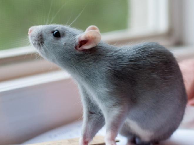 一只蓝灰色的老鼠站在窗台上望着窗外