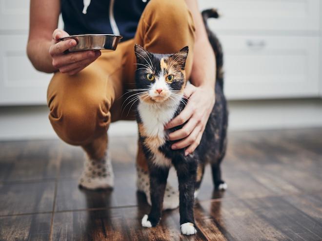 person squatting next to their calico cat with a silver food dish in hand