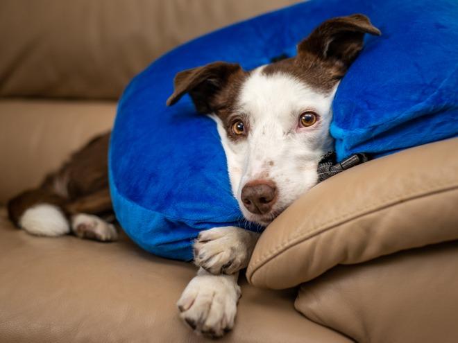 border-collie-with-recovery-pillow-around-neck
