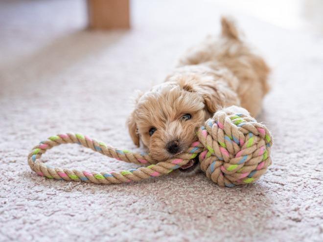 Puppy playing
