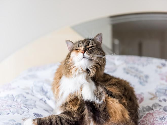 tricolor maine coon cat sitting on a bed and scratching