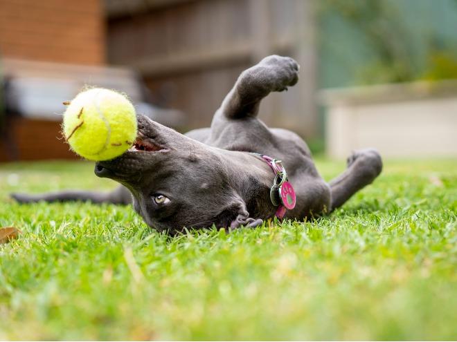 gray-dog-rolling-in-grass-with-tennis-ball-in-mouth