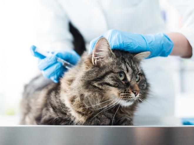 veterinarian-giving-injection-to-gray-cat-on-vet-table