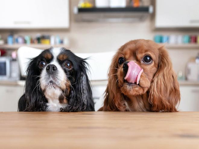 two spaniel dogs sitting at a kitchen table licking their lips for food