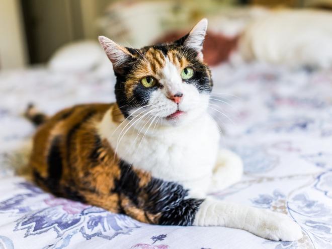 calico-cat-sitting-on-bed