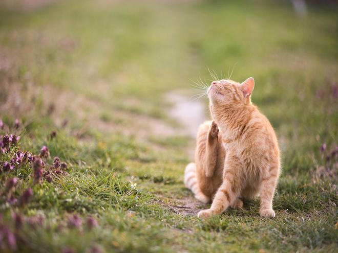 Picture of Allergies in Cats | PetMD | PetMD