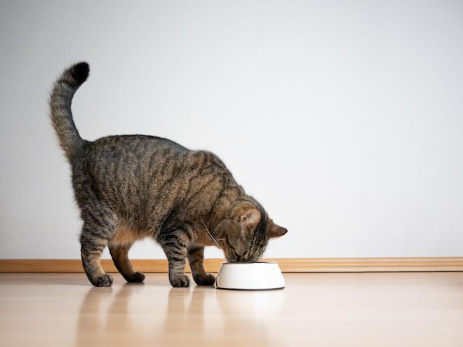 brown tabby cat eating food from a white bowl