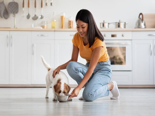 woman feeding a scruffy jack russell terrier from a dog bowl on the floor