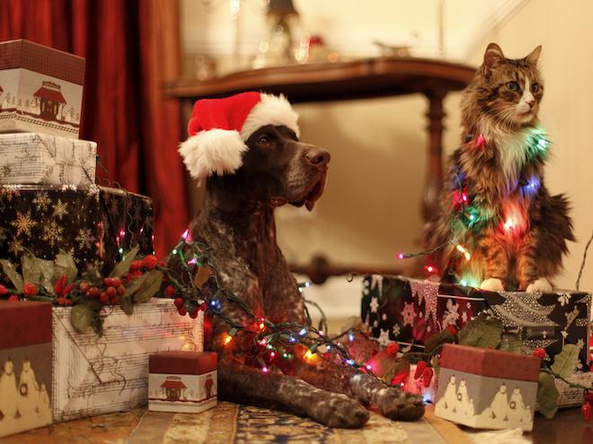 dog and cat wrapped in christmas lights around holiday gifts