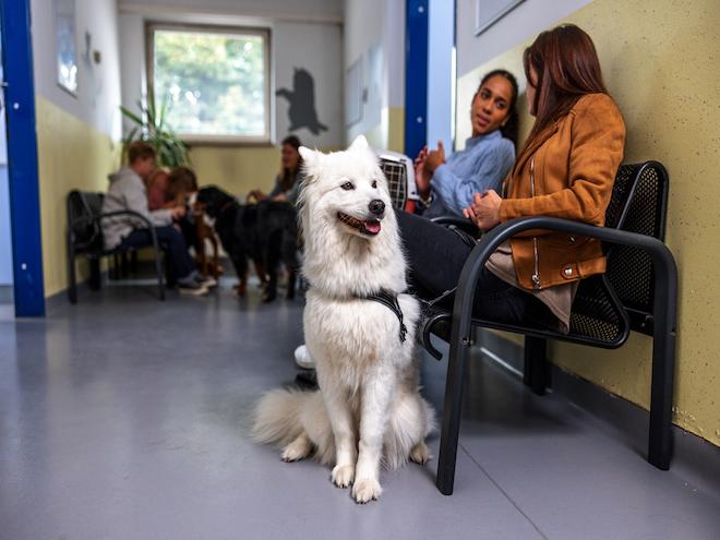 white husky dog waiting in vet exam room
