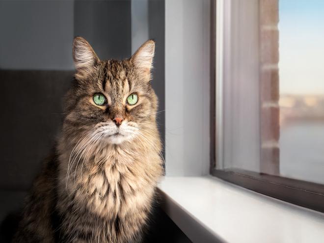 longhaired brown tabby cat sitting by a window
