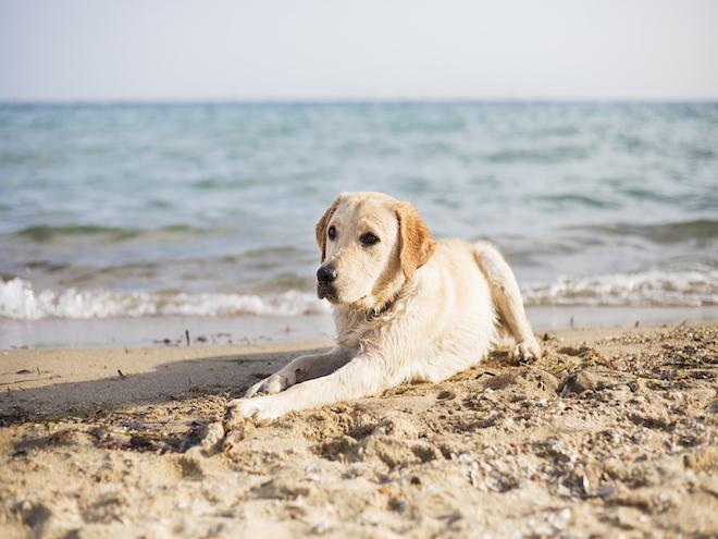 A dog sits on the beach.