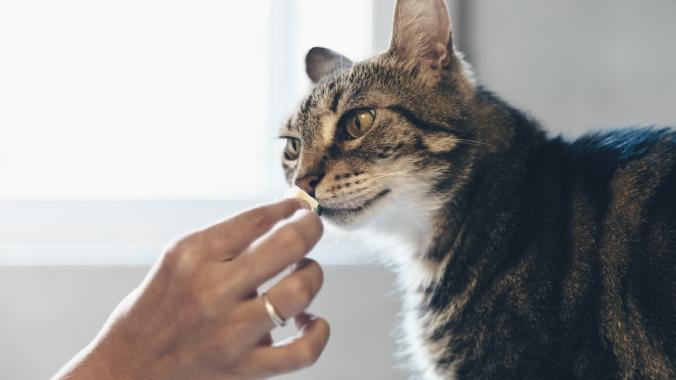 cat-being-fed-treat