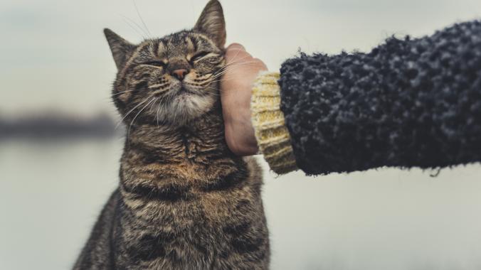 Girl cuddle cat stock photo