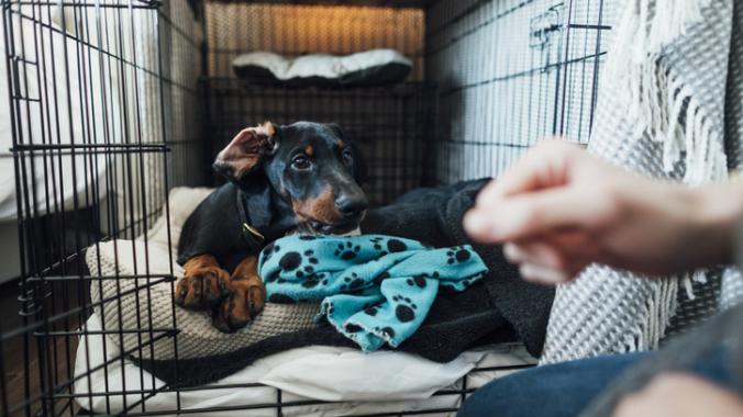 doberman puppy lying in a crate