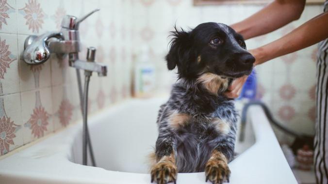dog-in-bathtub-getting-rinsed-with-shower-head