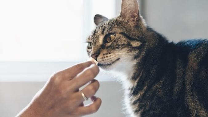 hand feeding a tabby cat food