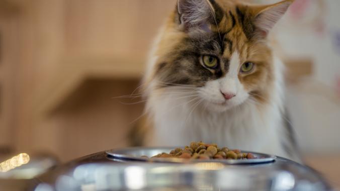 cat-looking-over-food-bowl