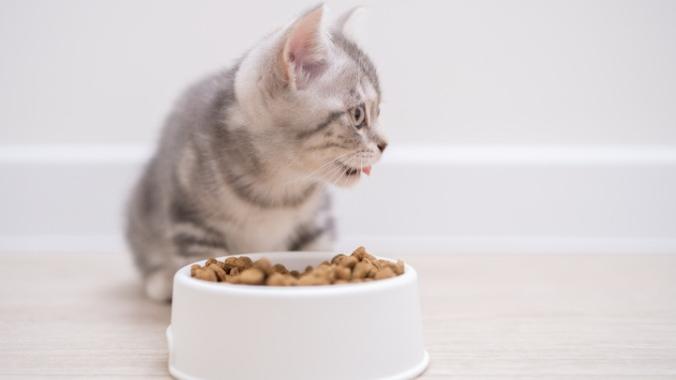 kitten with bowl