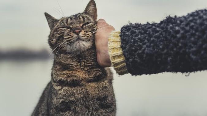 person petting a brown tabby cat