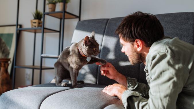 A man plays with his Russian blue cat.