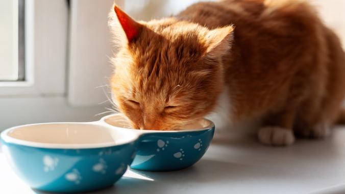 red-domestic-cat-eating-out-of-blue-ceramic-bowl