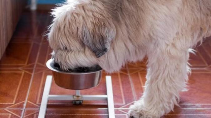 scruffy tan dog eating from a food bowl