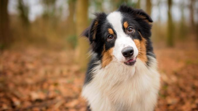 A tricolor Australian Shepherd smiles with an autumn backdrop.