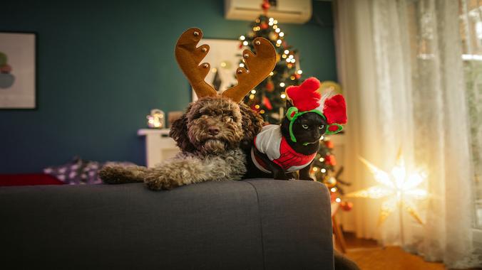 dog and cat in holiday gear sitting on couch