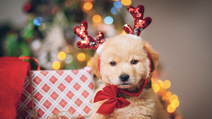 Puppy dressed up for Christmas