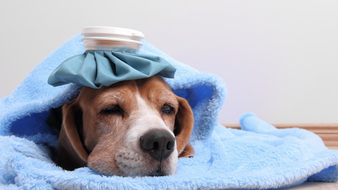 The Best Pet Health & Care Advice from Real Vets